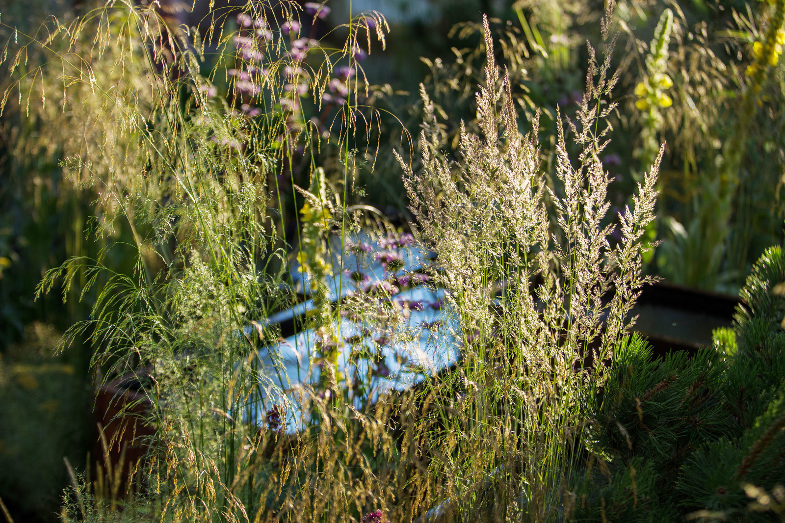 Сад   James Alexander-Sinclair  на Moscow Flower Show 2018  (вне  конкрса)