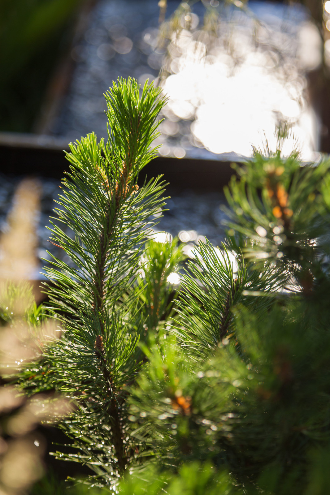 Сад   James Alexander-Sinclair  на Moscow Flower Show 2018  (вне  конкрса)