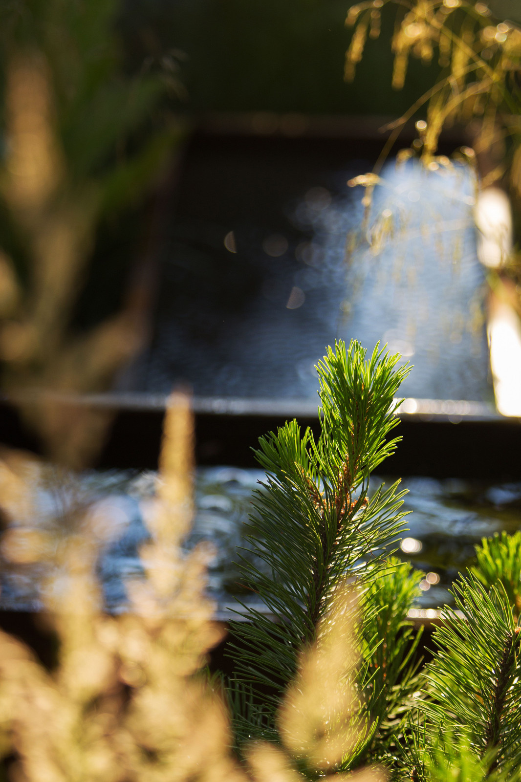 Сад   James Alexander-Sinclair  на Moscow Flower Show 2018  (вне  конкрса)