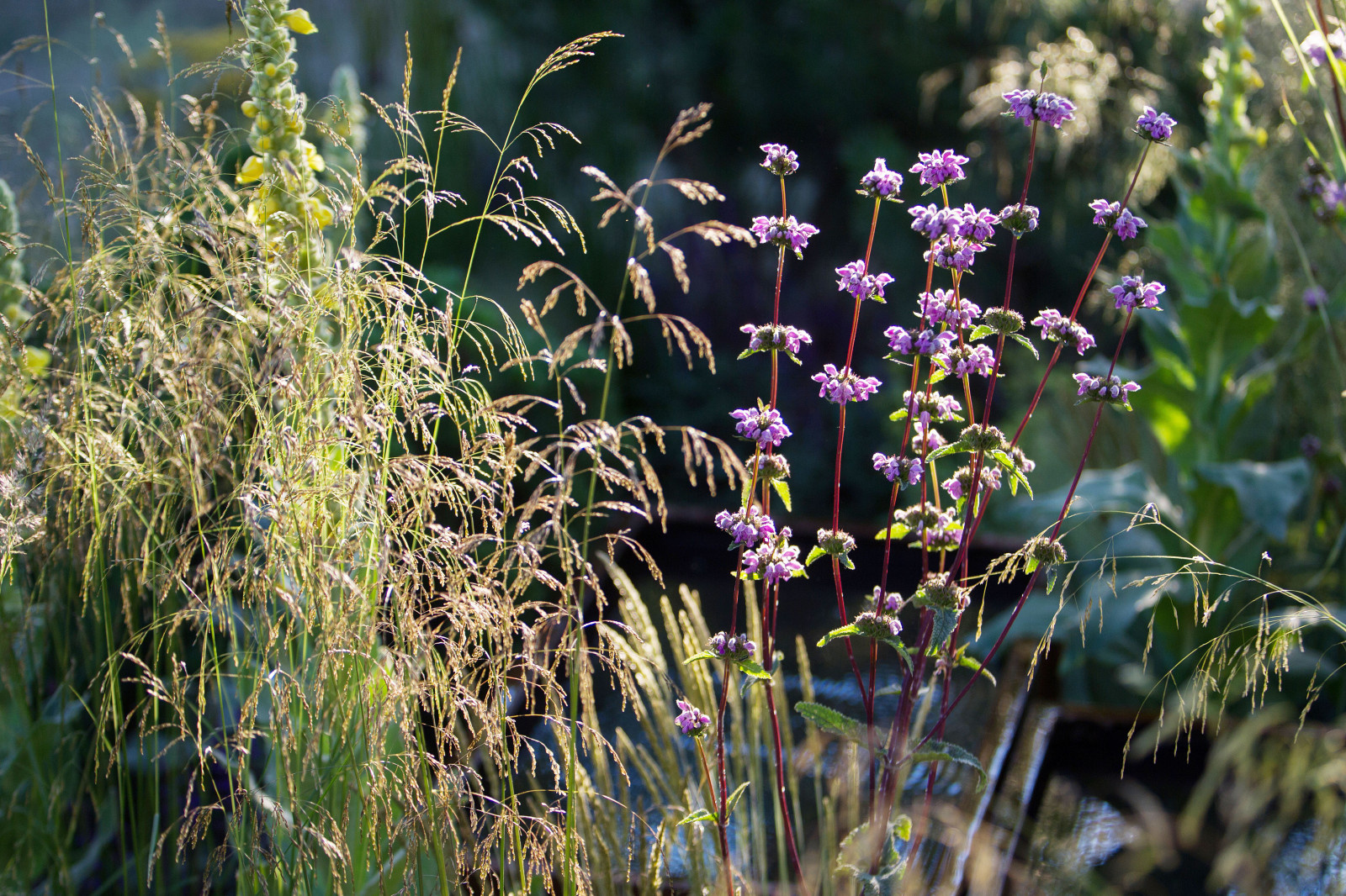 Сад   James Alexander-Sinclair  на Moscow Flower Show 2018  (вне  конкрса)