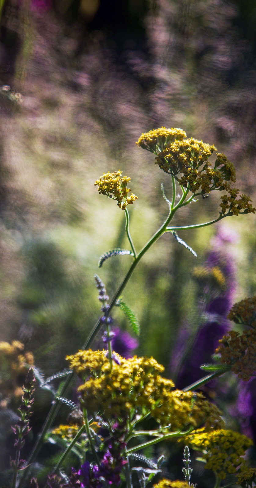 Сад   James Alexander-Sinclair  на Moscow Flower Show 2018  (вне  конкрса)