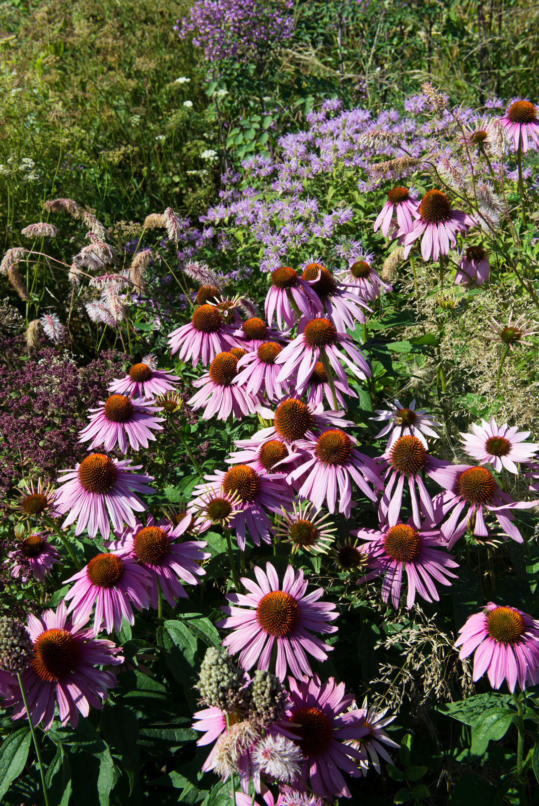 Большой сад в пригороде
