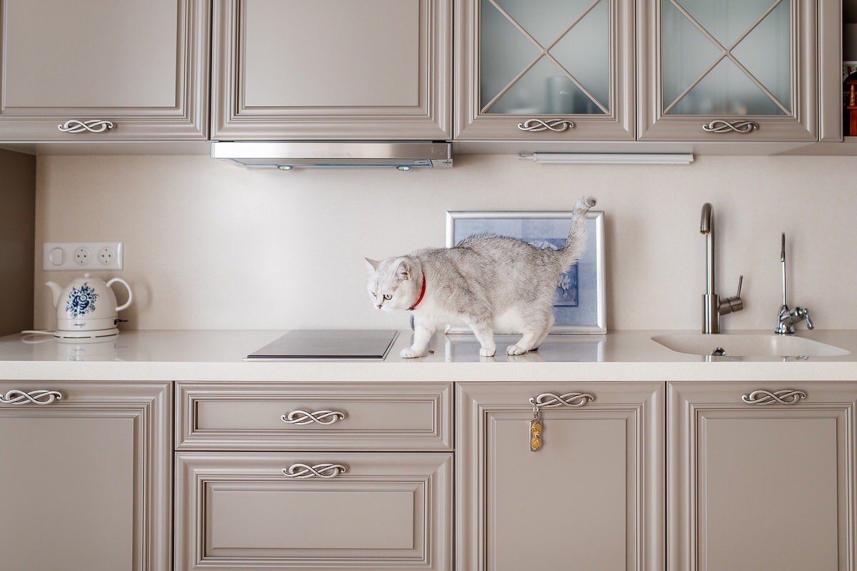 Кухня для кошки Лизы