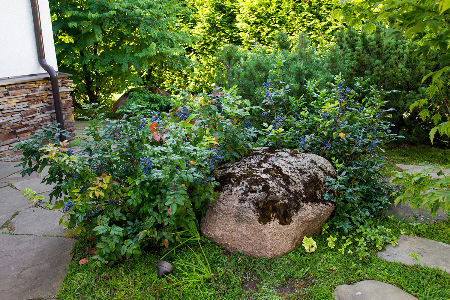 Garden of Elena Astashkina in Moscow Region