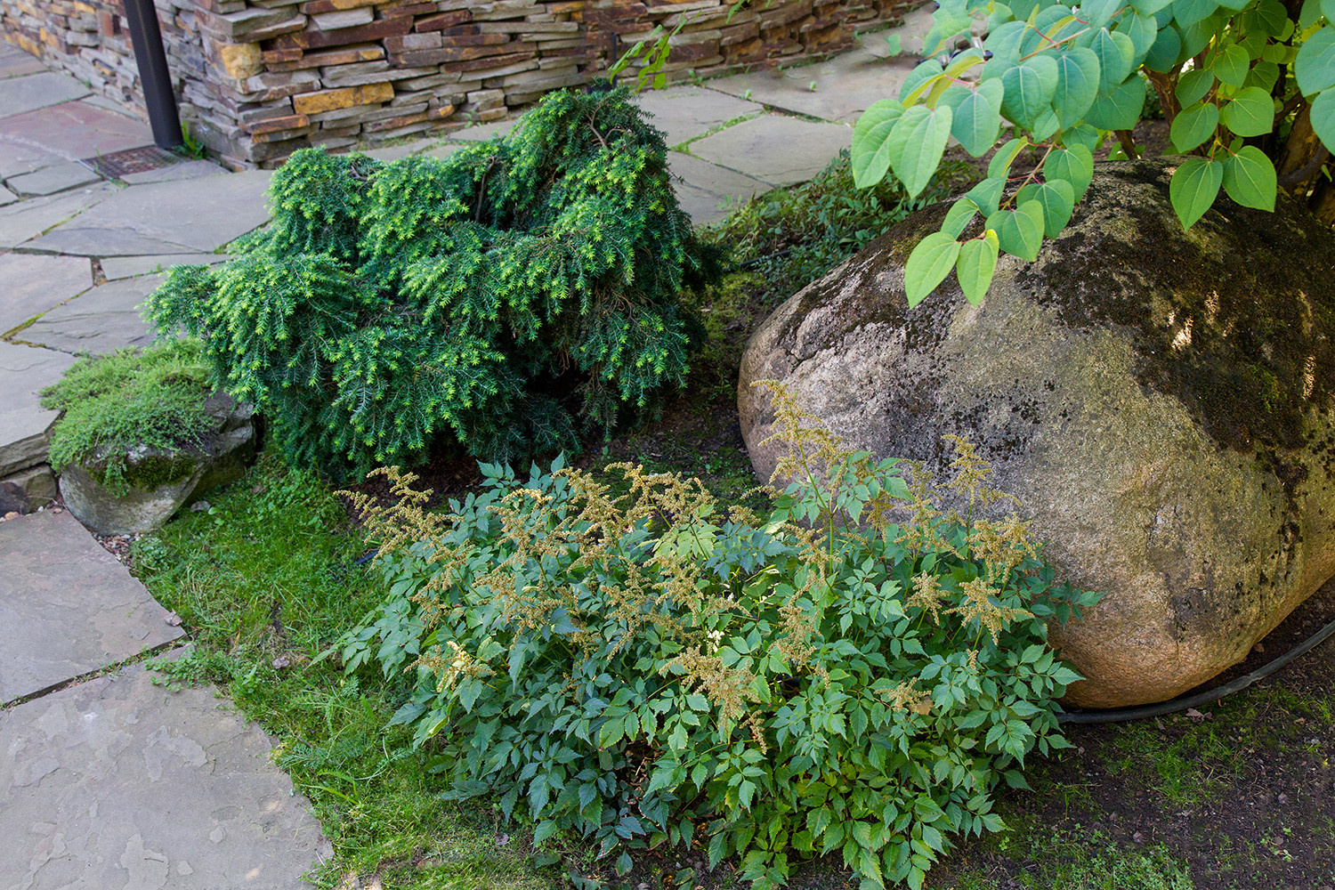 Garden of Elena Astashkina in Moscow Region