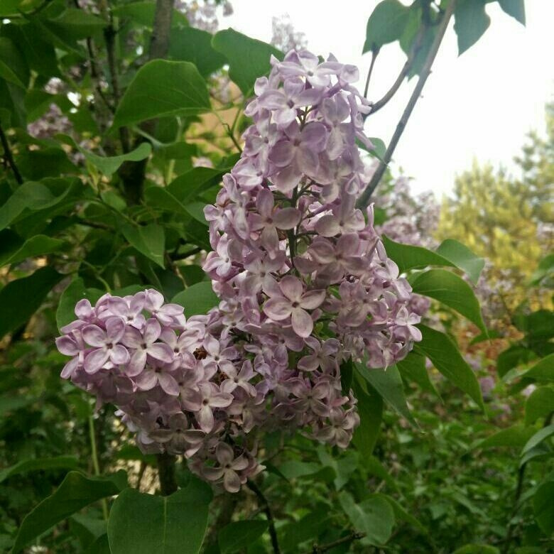 Сирень