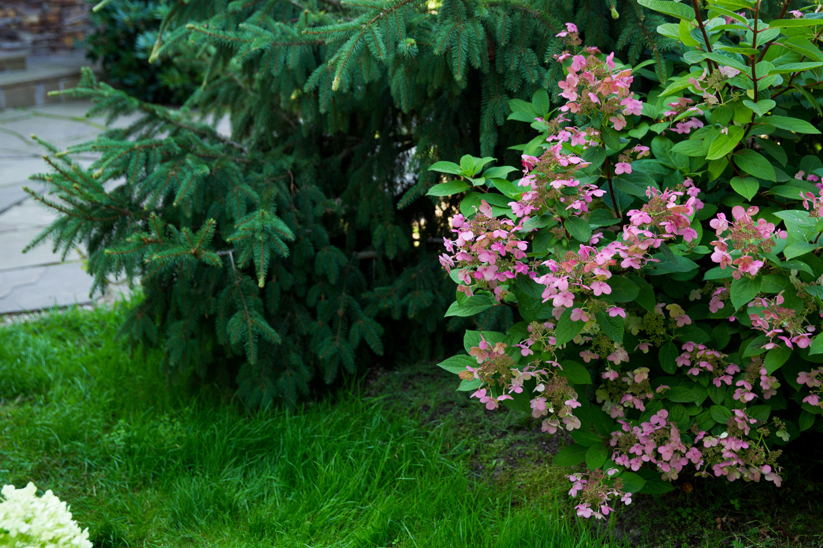 Garden of Elena Astashkina in Moscow Region