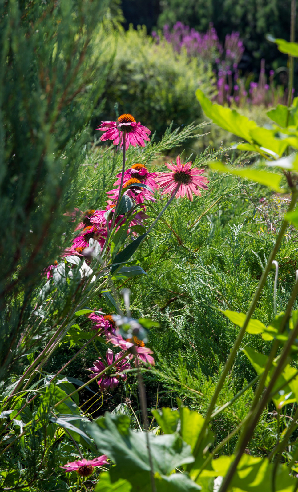 Garden of Elena Astashkina in Moscow Region