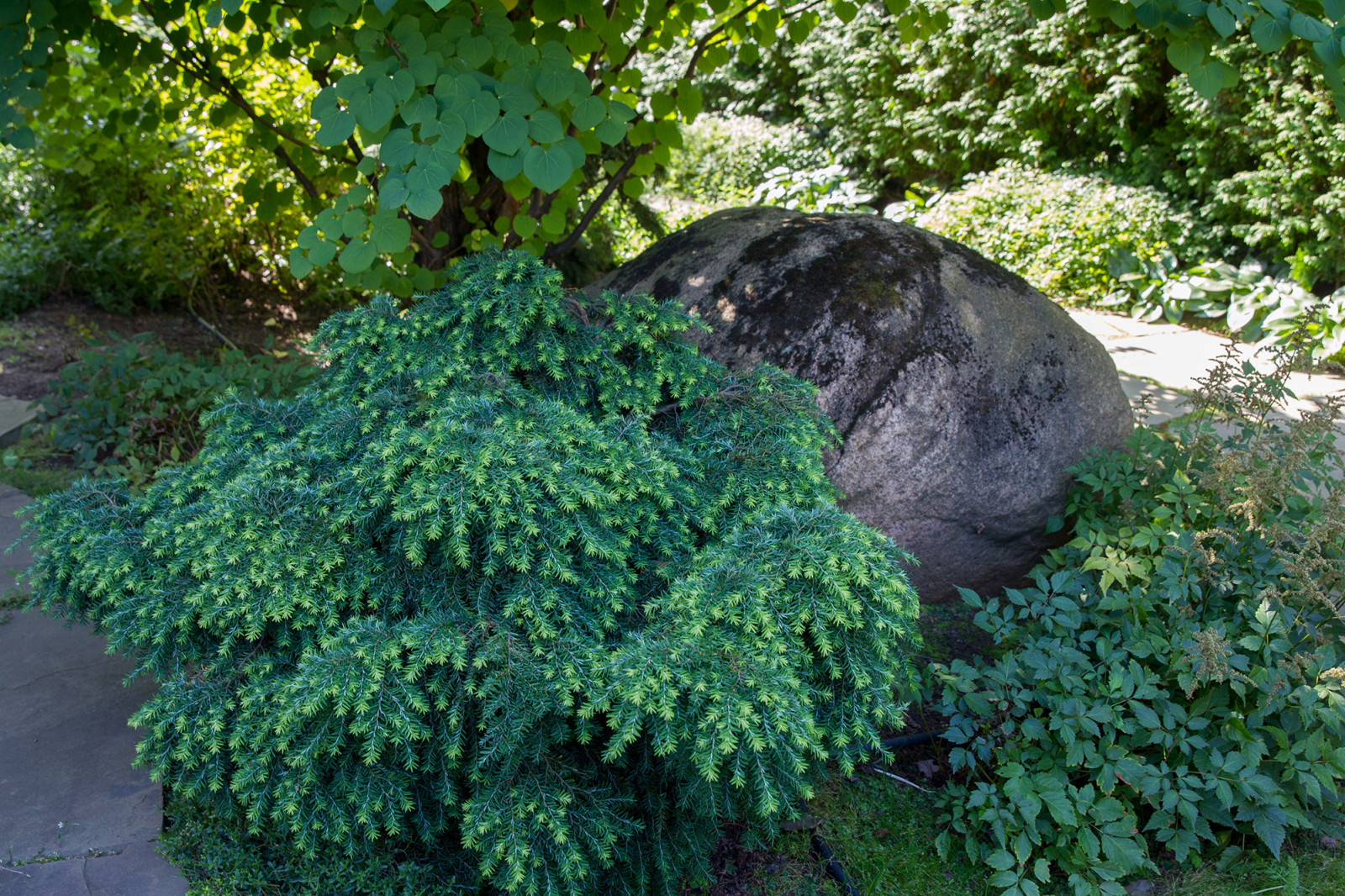 Обложка проекта: Garden of Elena Astashkina in Moscow Region