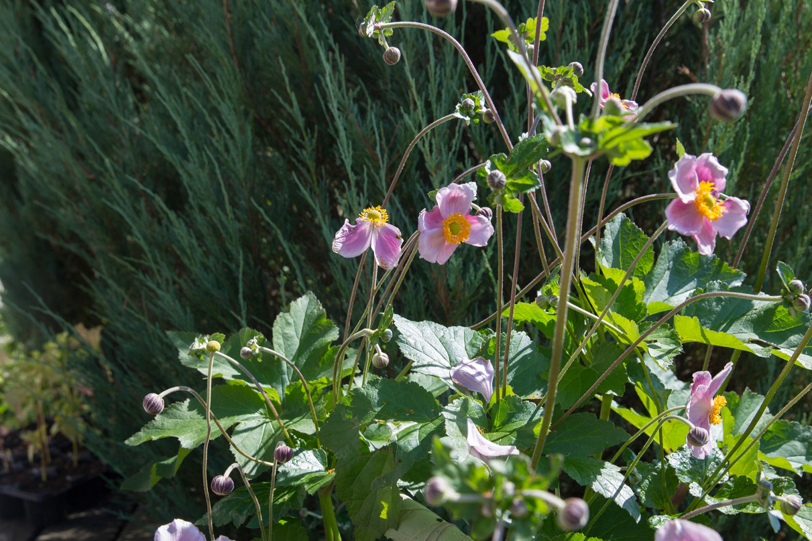 Garden of Elena Astashkina in Moscow Region