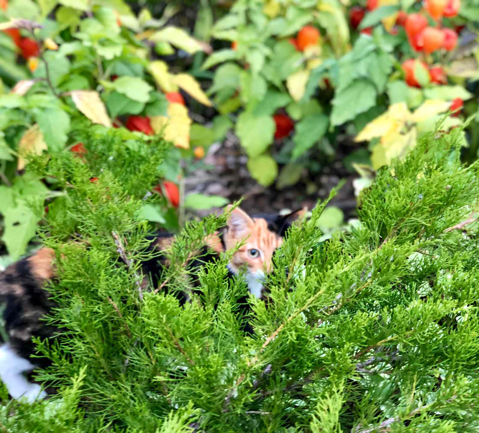 Сад 20 соток: 7 проектов российских ландшафтных дизайнеров