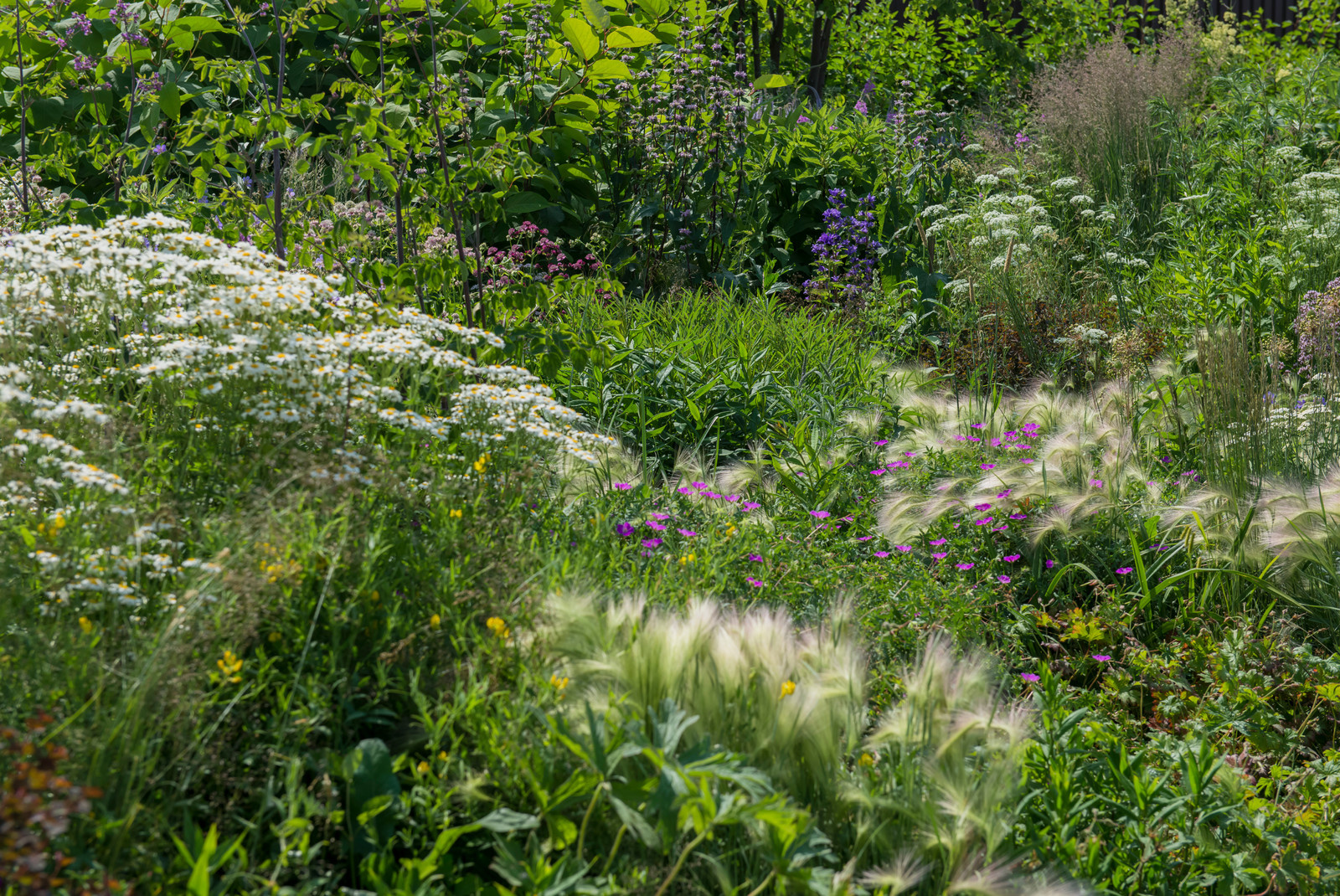 Цветник в  природном стиле  (" New Perennials"  или "Новая волна")