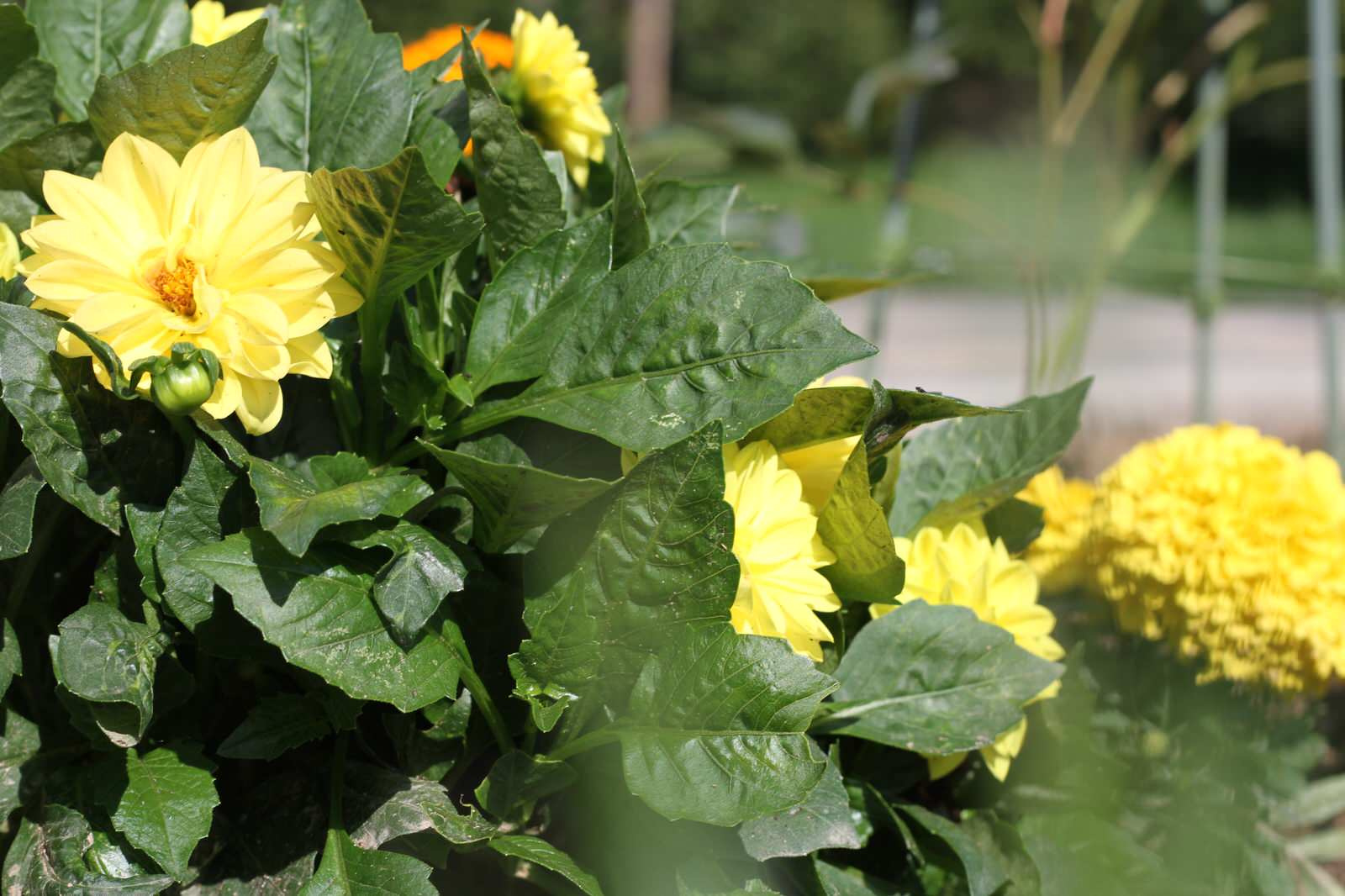 Участок 25 соток, КП Четыре Сезона. От проекта до реализации