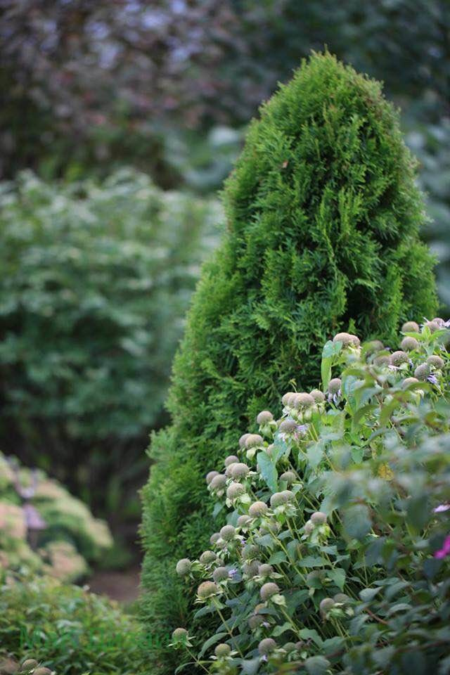 Проект "Преображение". Авторский сад.