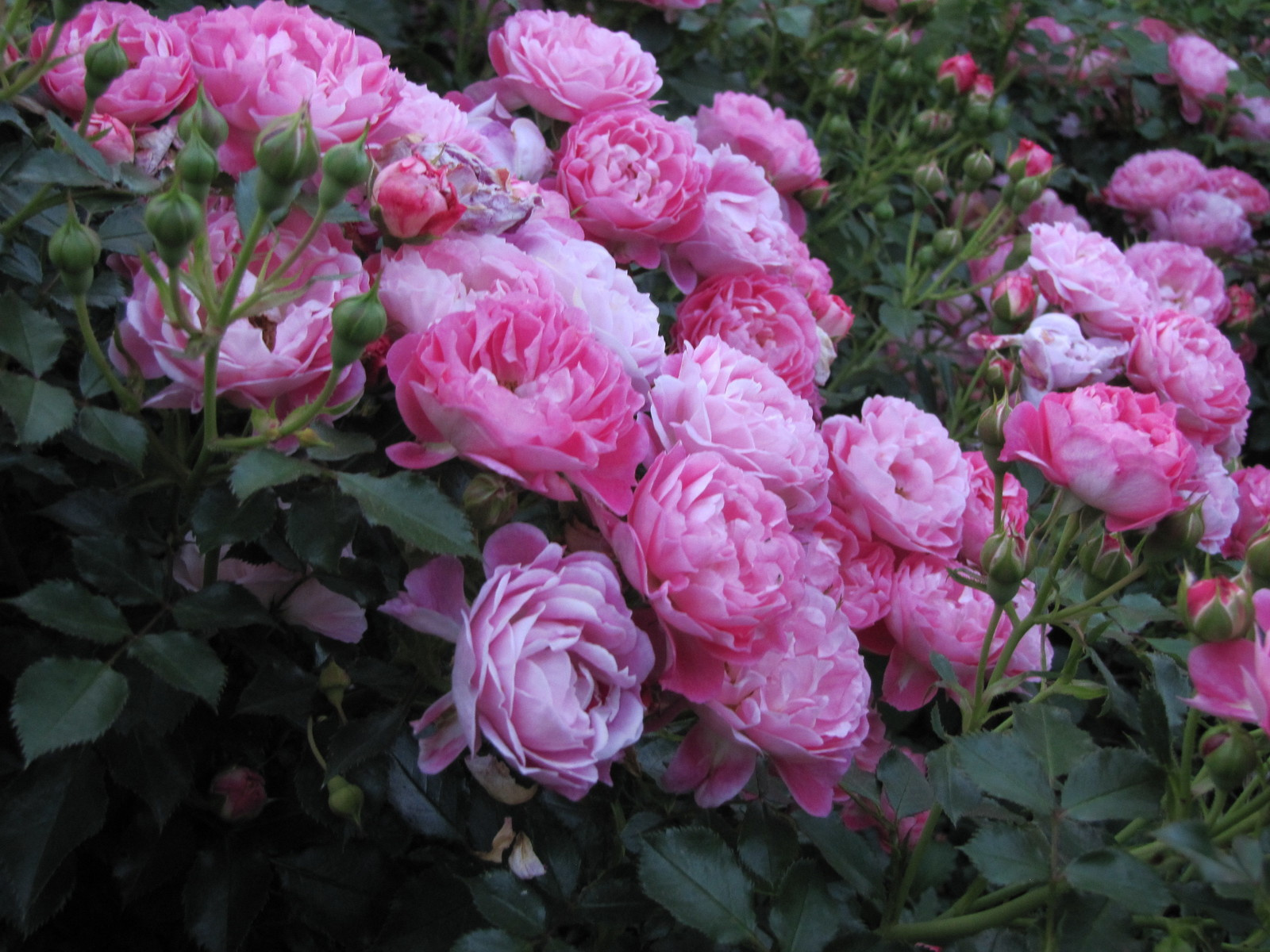 Проект "Преображение". Авторский сад.