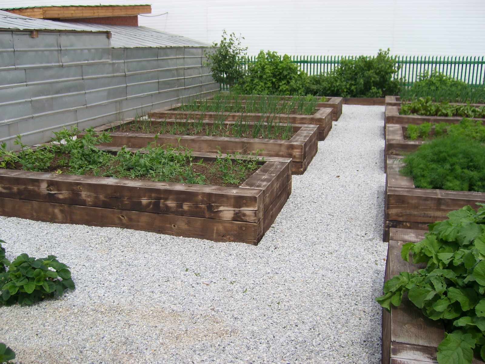 Декоративный огород - красиво и практично.