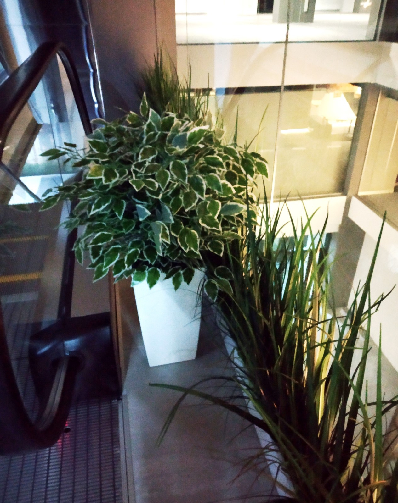 Кустраник фикуса у эскалатора рядом с Showroom СК Арбан