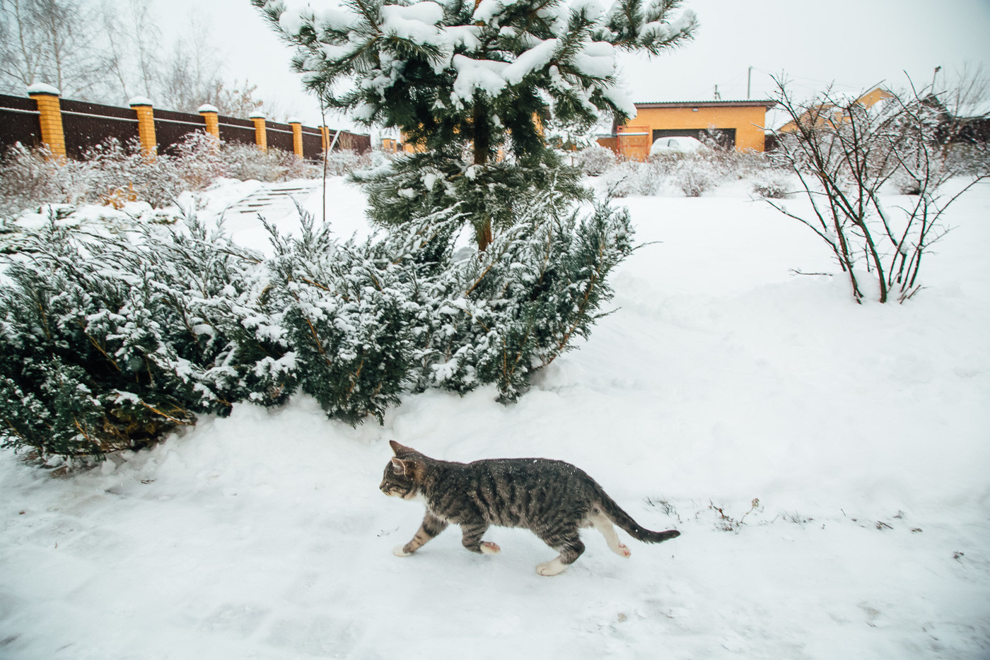 Зимний сад. Ощущение праздника!