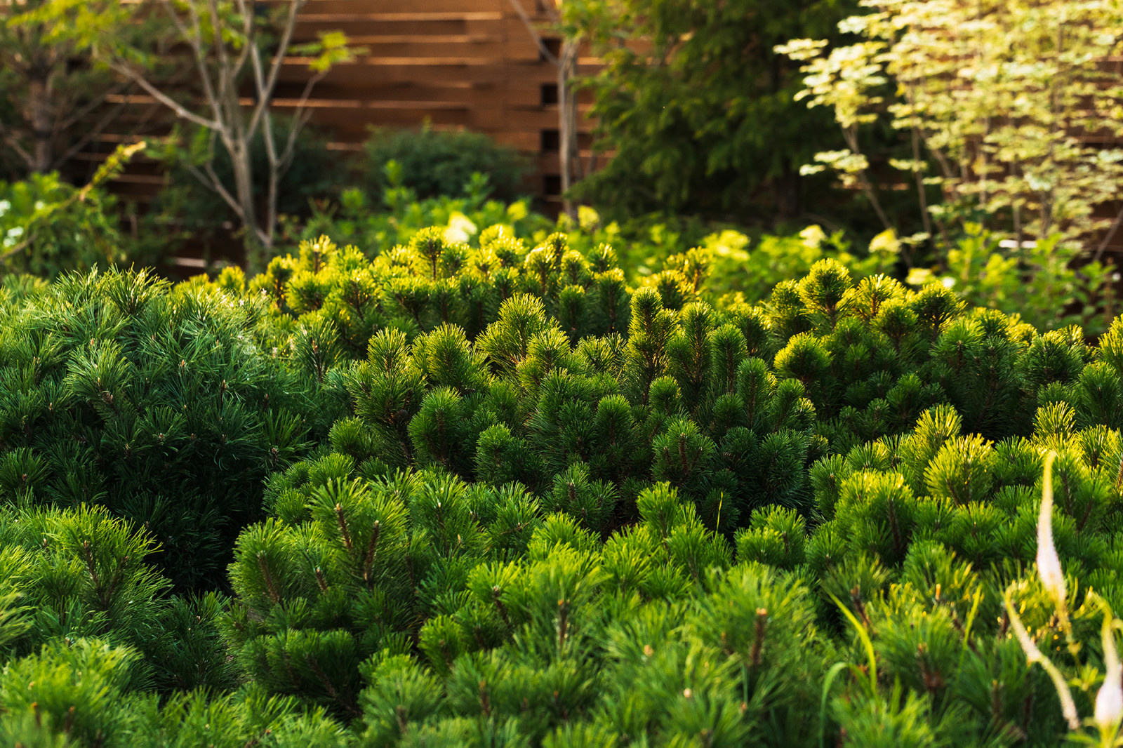 Проект недели: Удобный сад под Петербургом