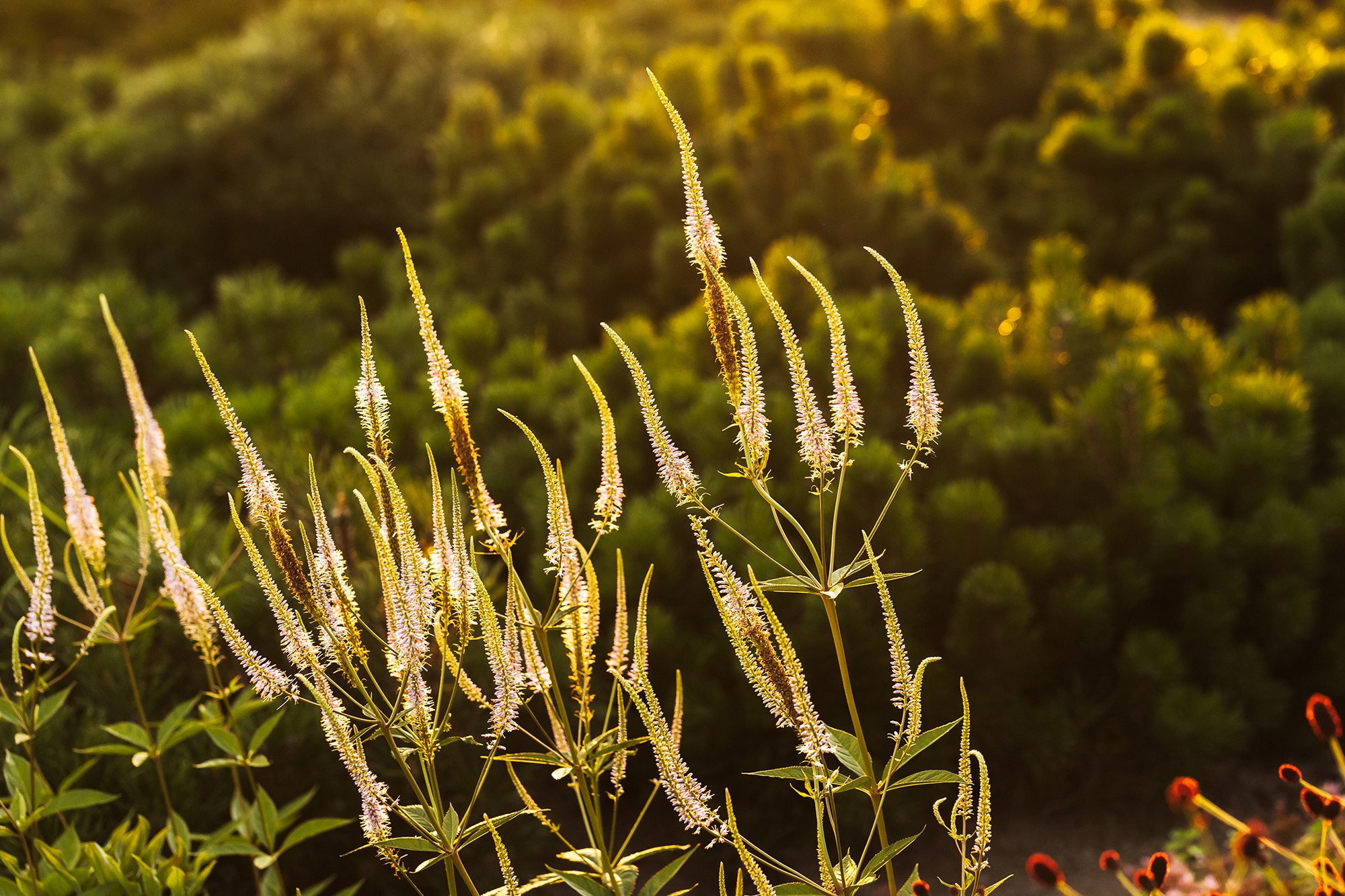 Проект недели: Удобный сад под Петербургом