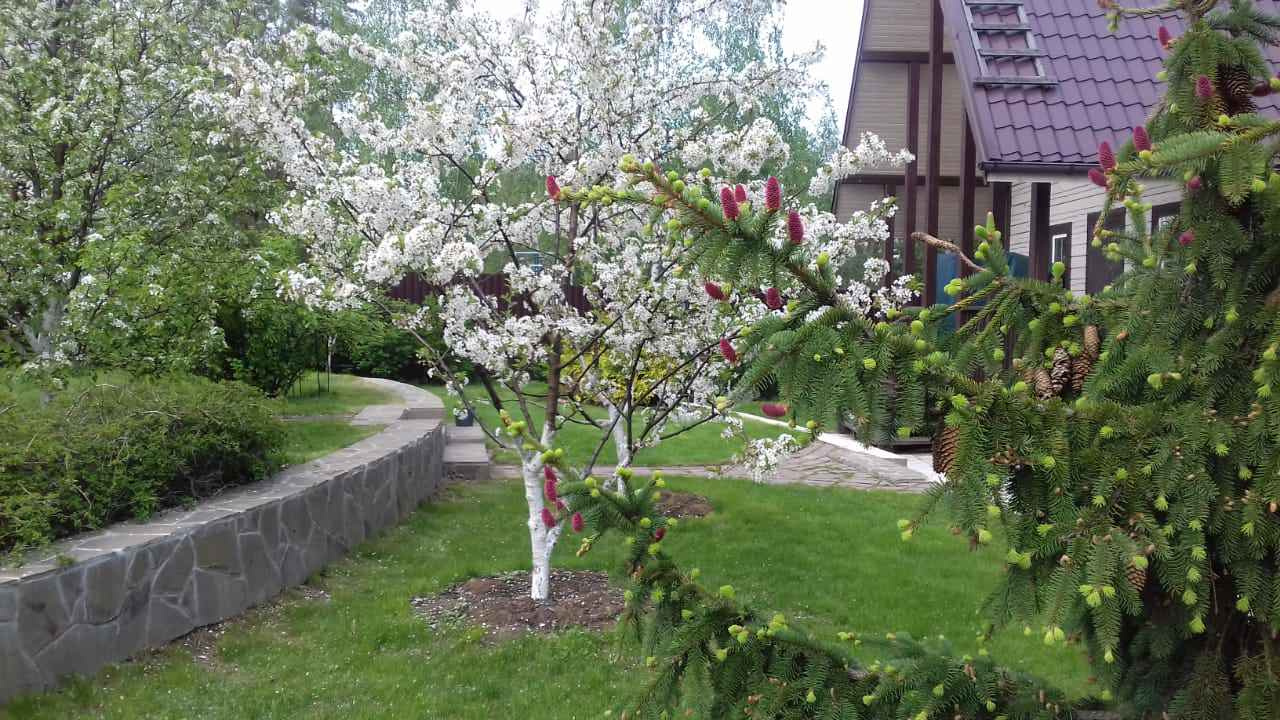 Дизайн  участка "Добрая сказка". Этап становления.