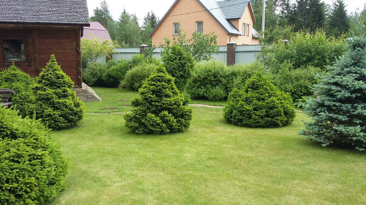 На опушке леса