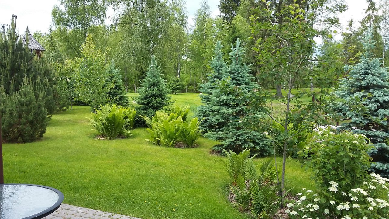 На опушке леса