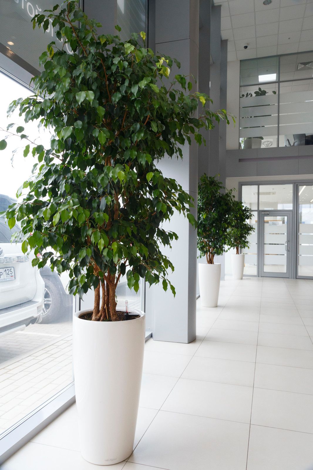 Евгения Номоконова