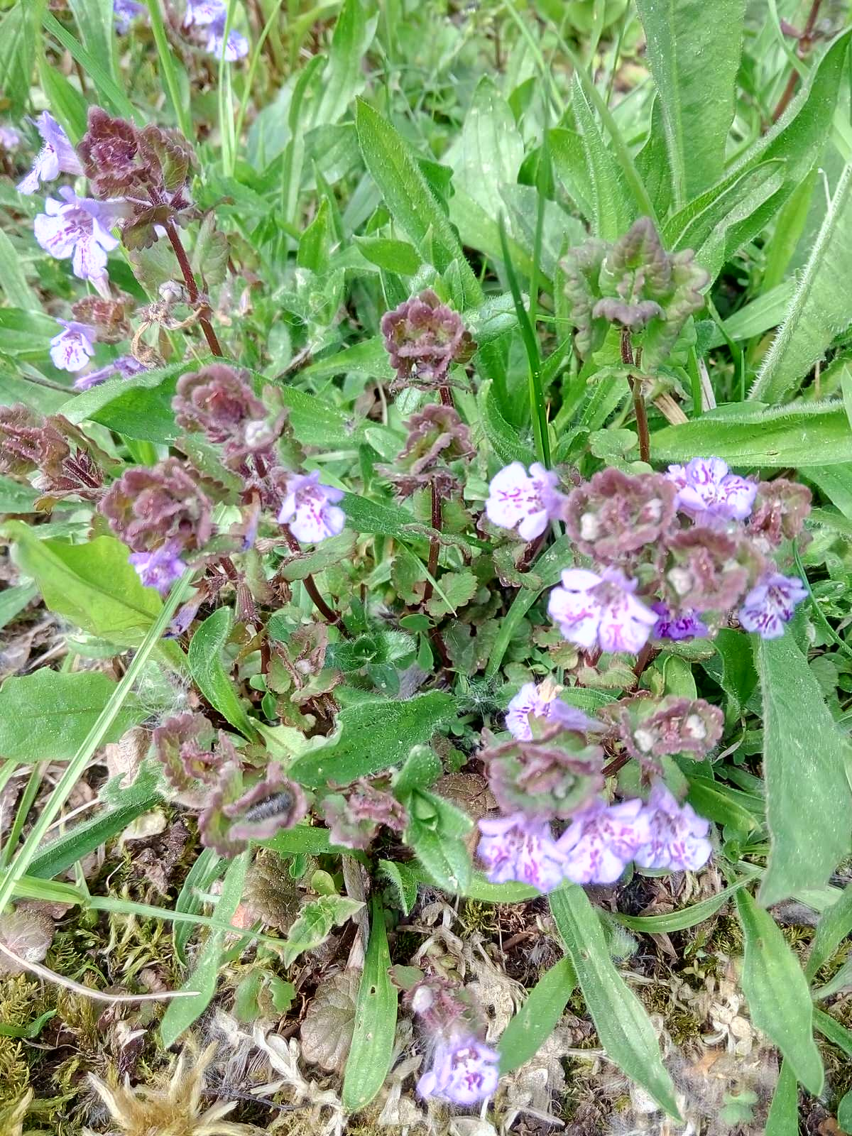 Весна