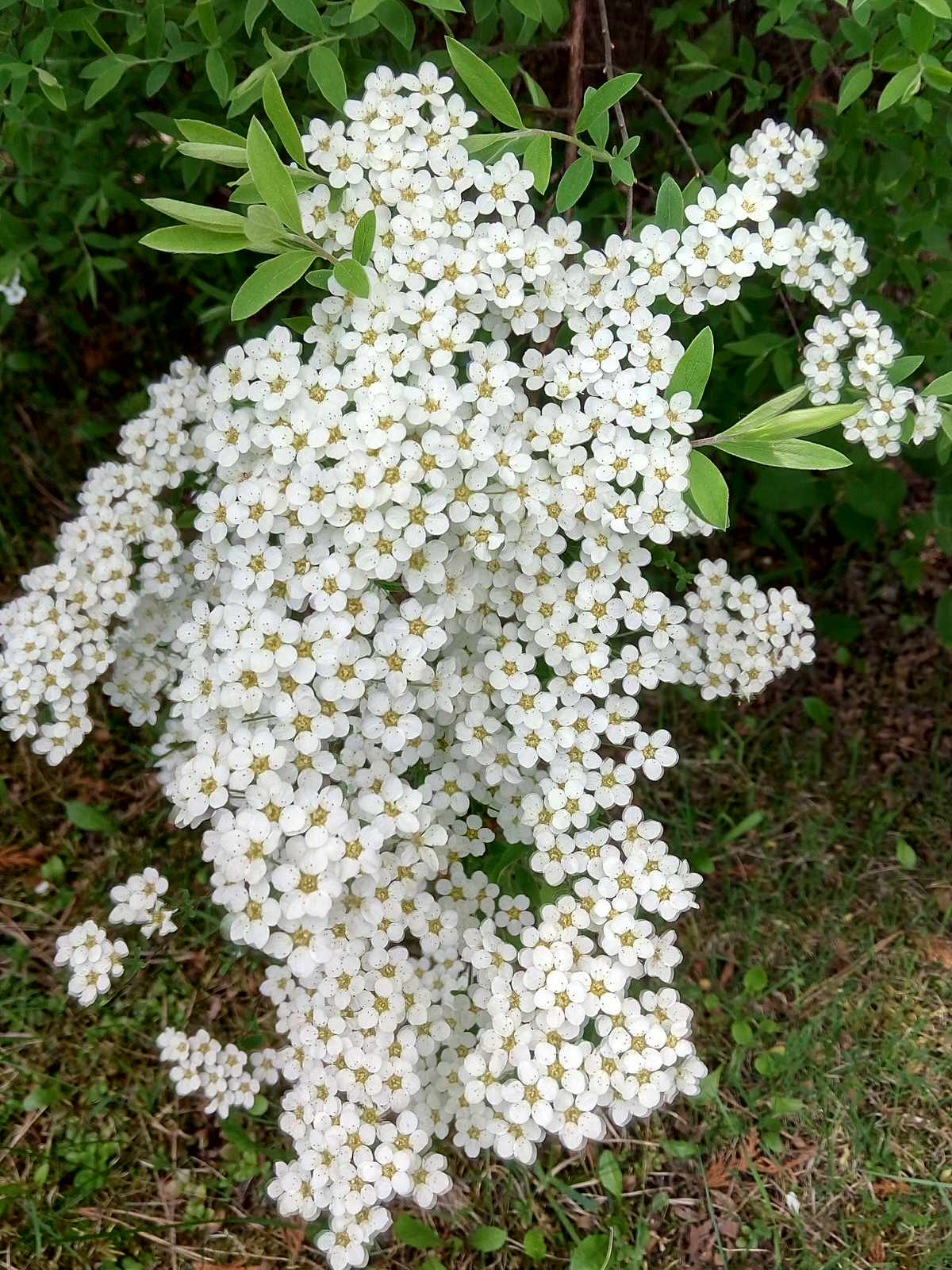 Весна