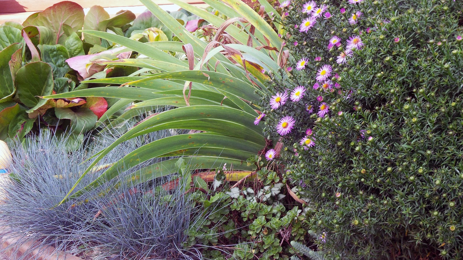 Цветники и композиции