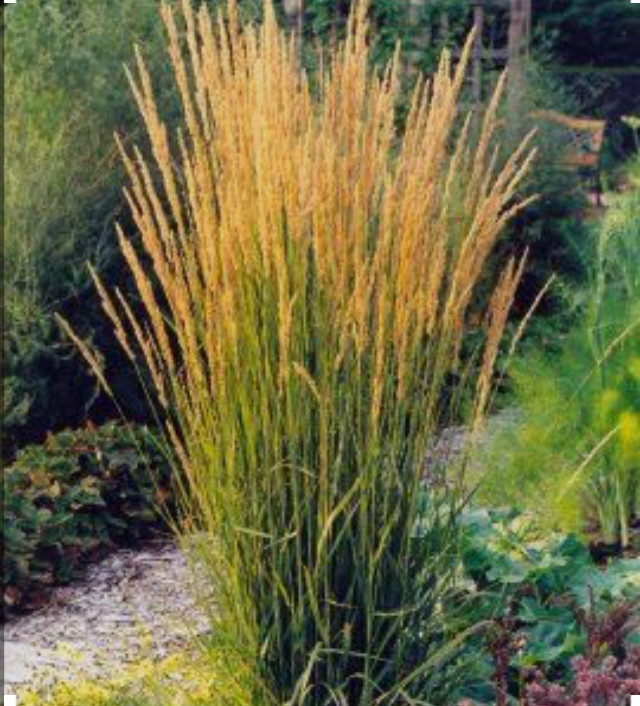 Злаки в саду