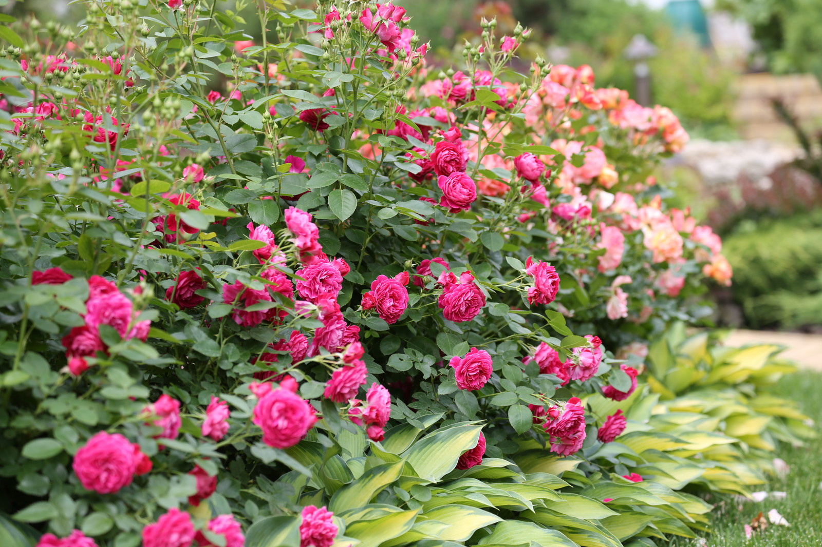 Обложка проекта: Розарии в садах NB-GARDEN