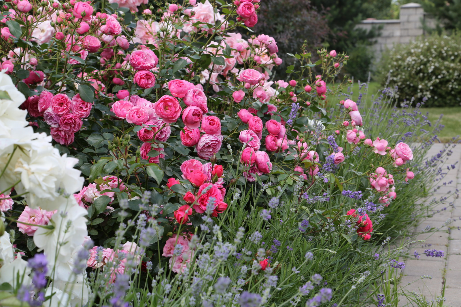 Розарии в садах NB-GARDEN