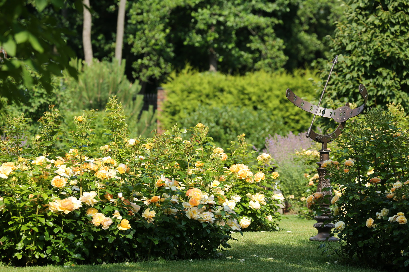 Розарии в садах NB-GARDEN