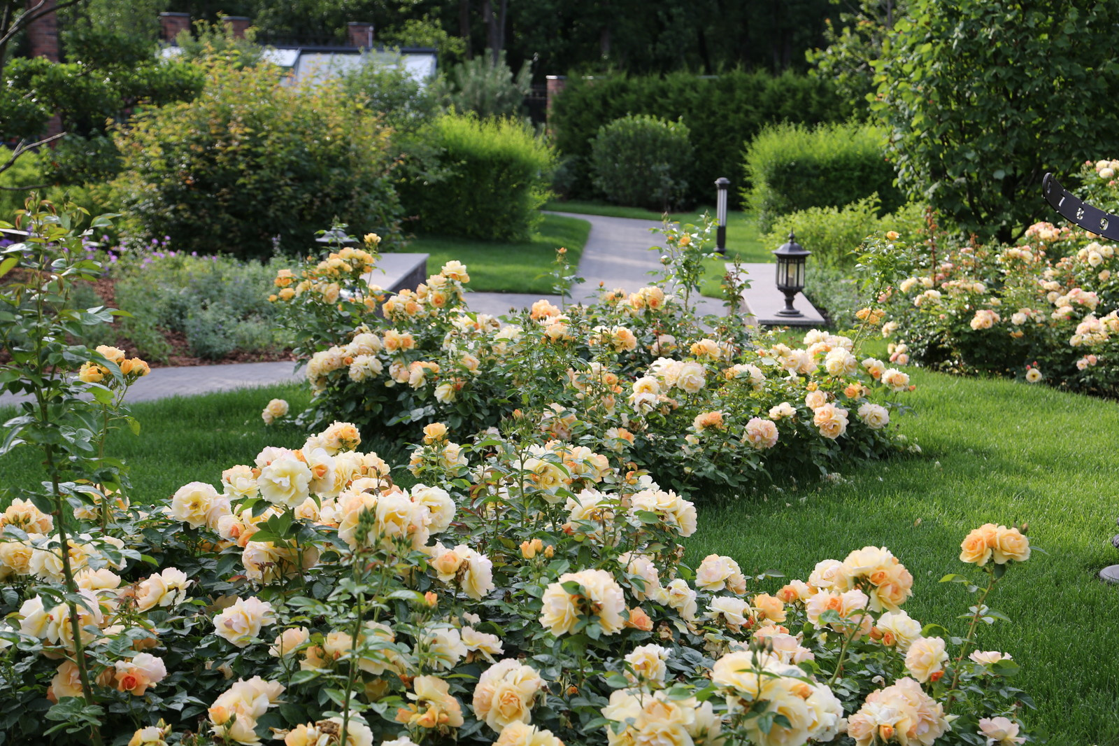 Розарии в садах NB-GARDEN