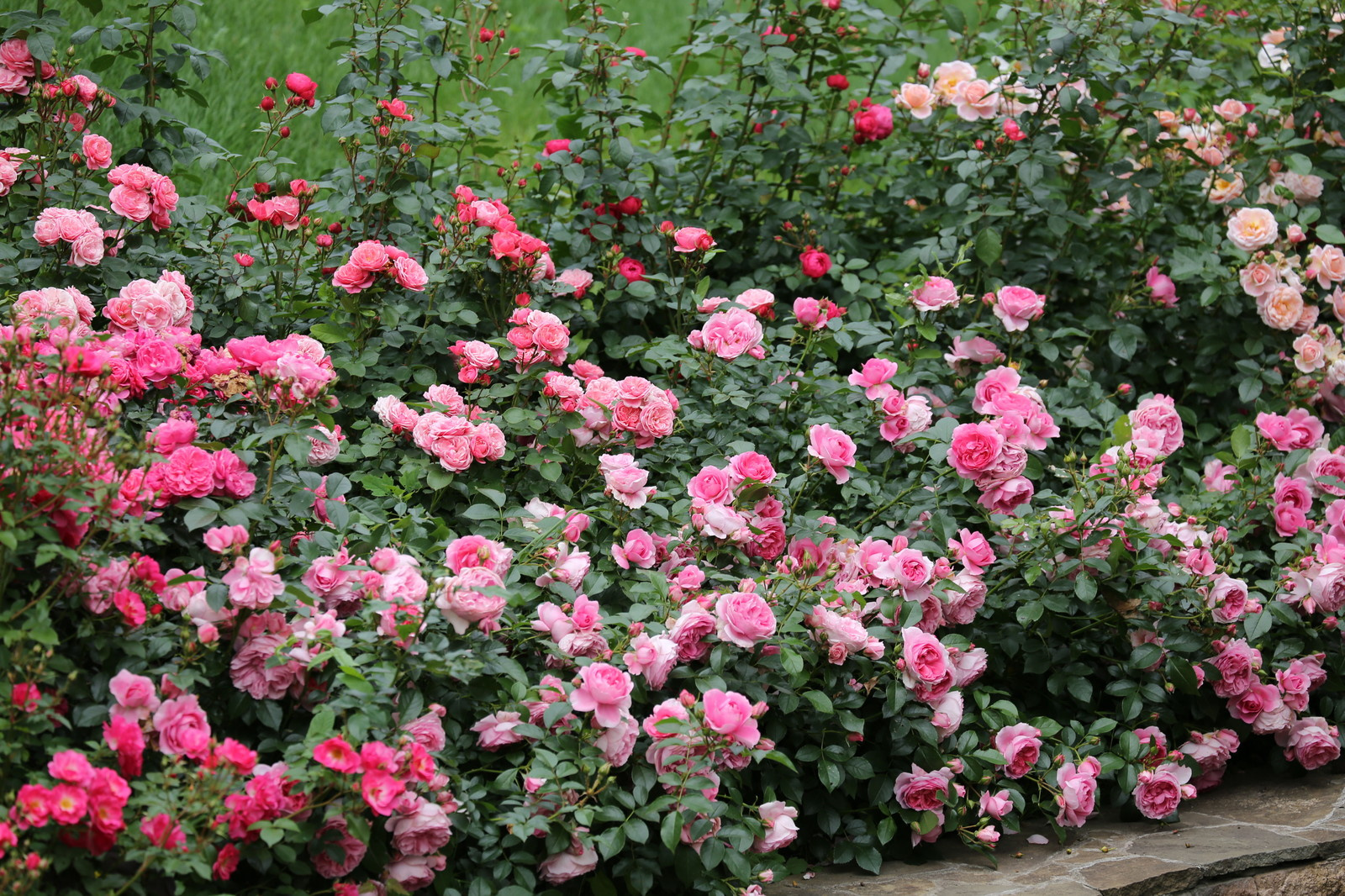 Розарии в садах NB-GARDEN