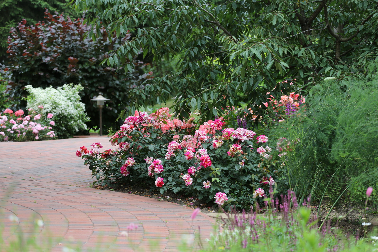 Розарии в садах NB-GARDEN