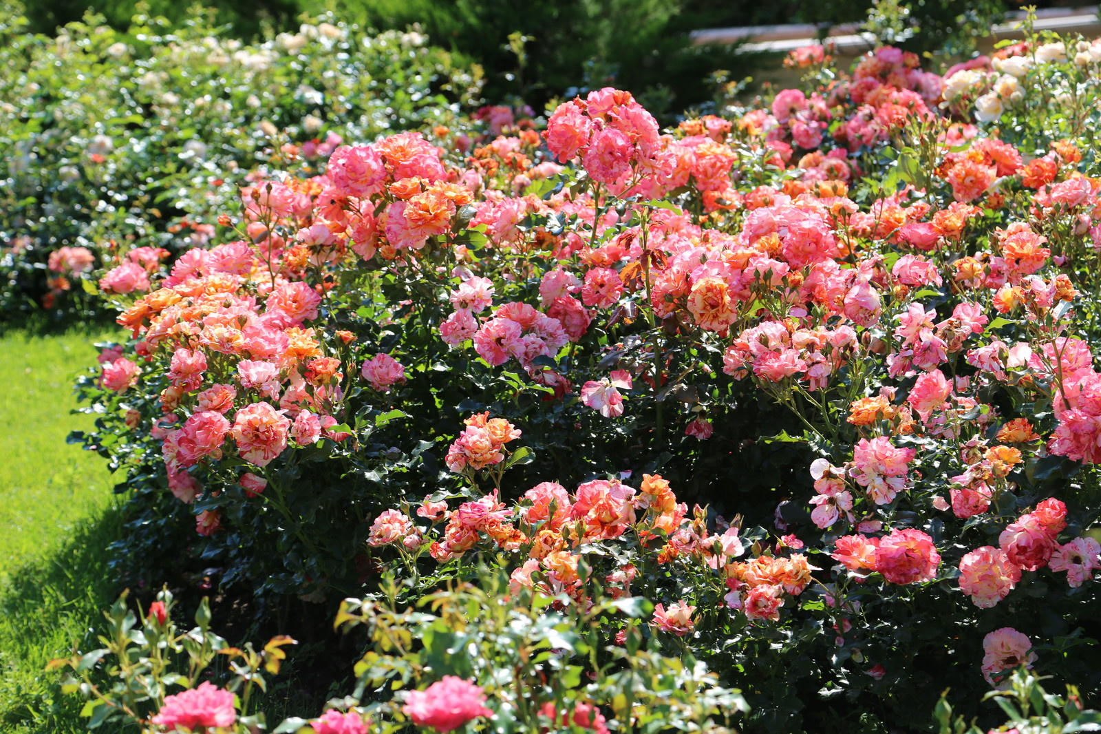 Розарии в садах NB-GARDEN