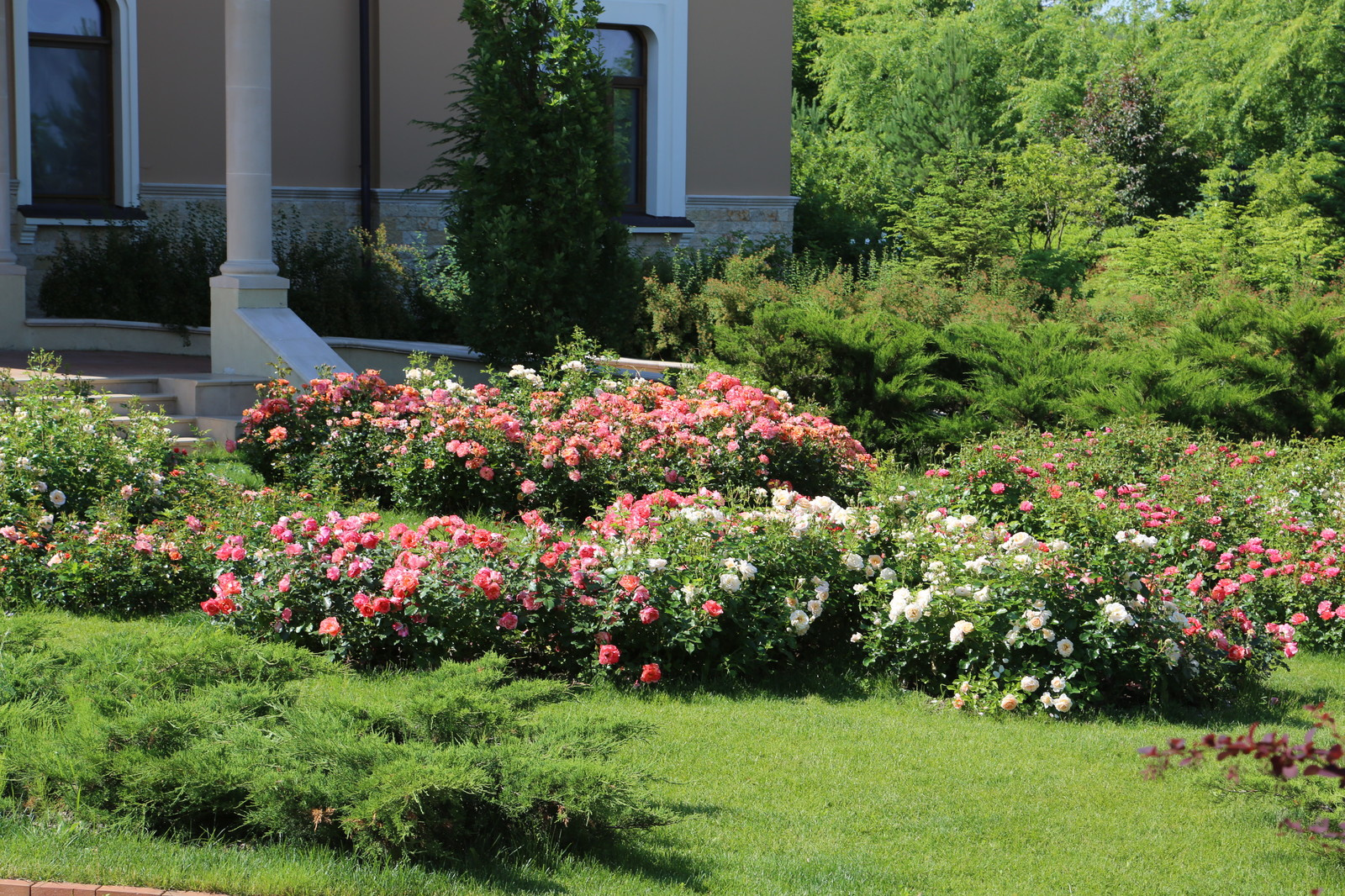 Розарии в садах NB-GARDEN