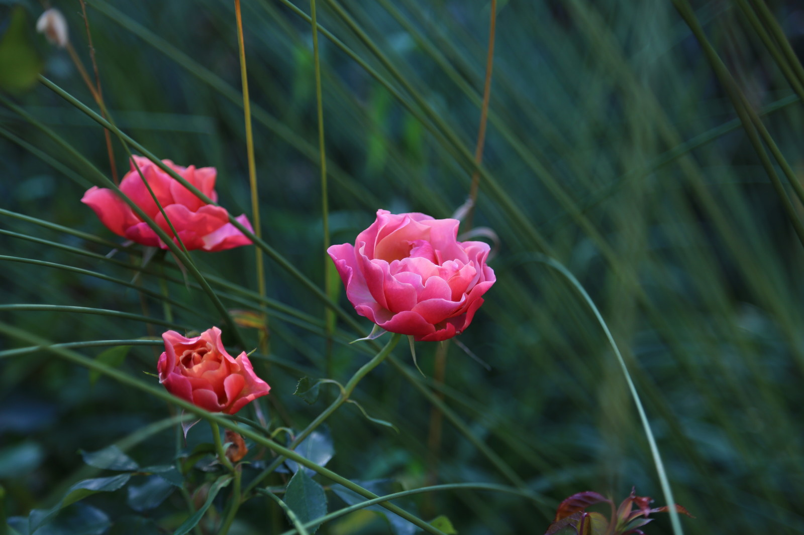 Розарии в садах NB-GARDEN