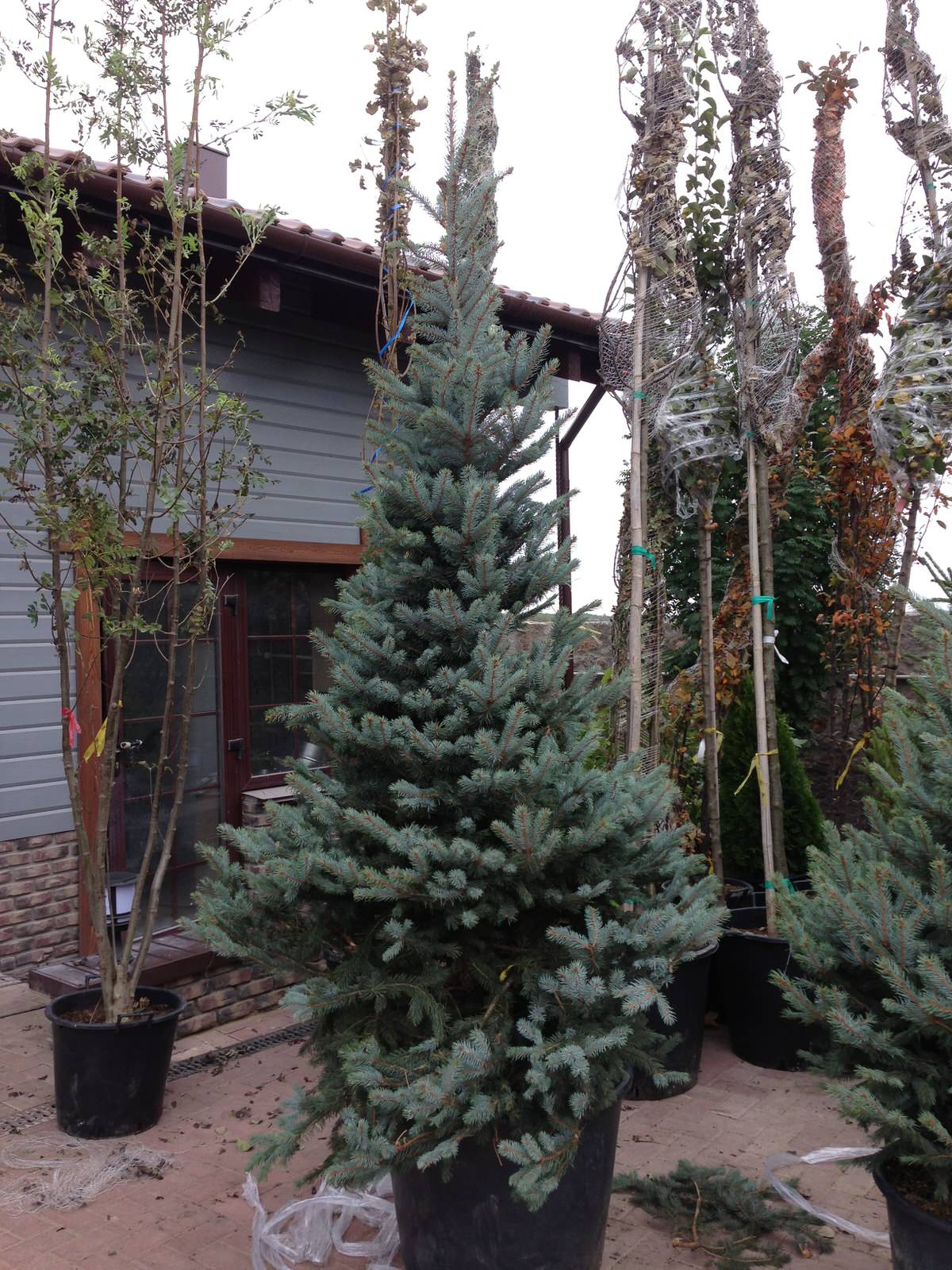 Западный 2