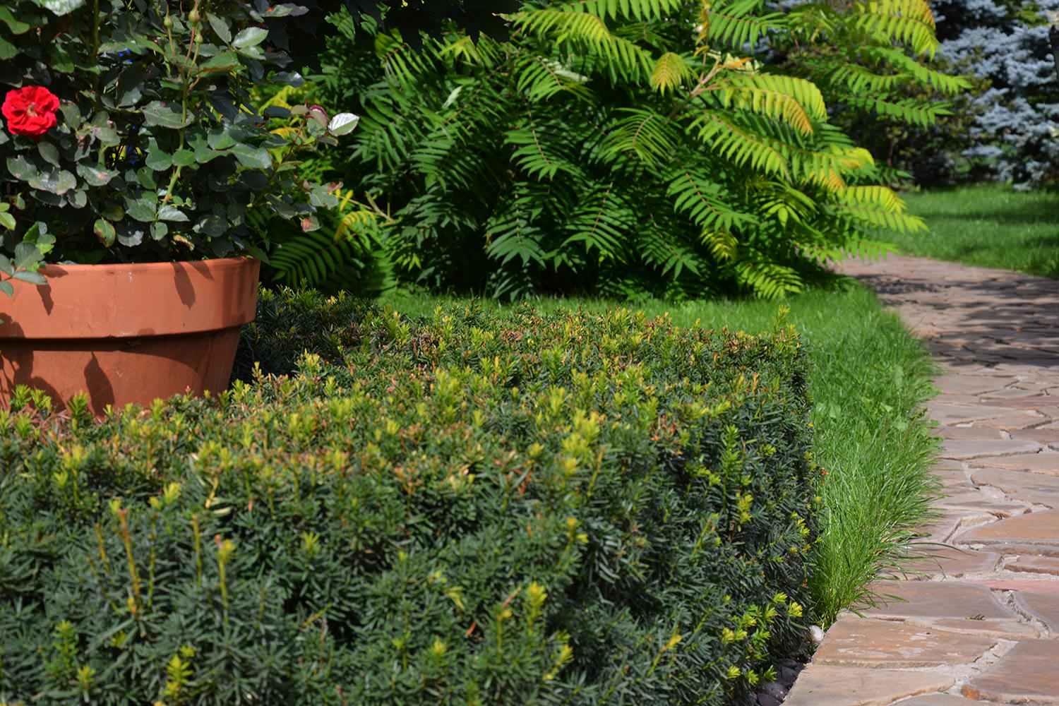 Ландшафтный сад с прудом в КП "Европа"