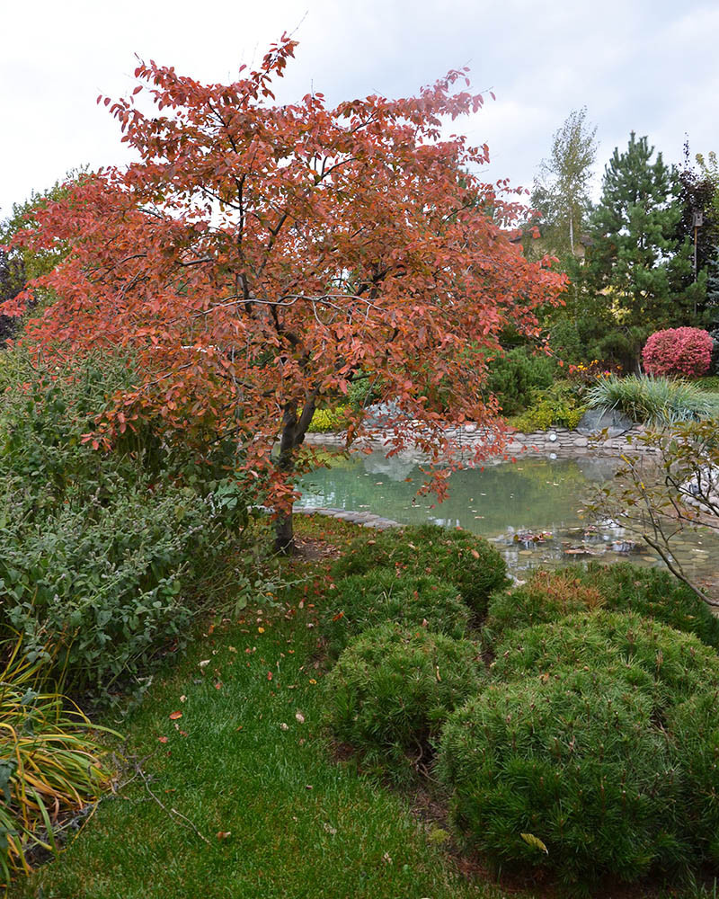 Ландшафтный сад с прудом в КП "Европа"