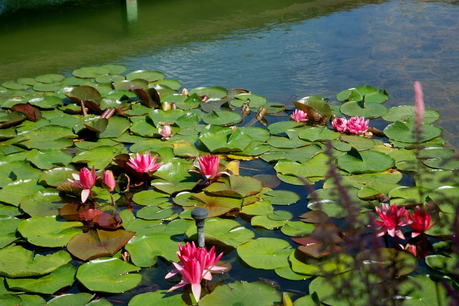 Ландшафтный сад с прудом в КП "Европа"