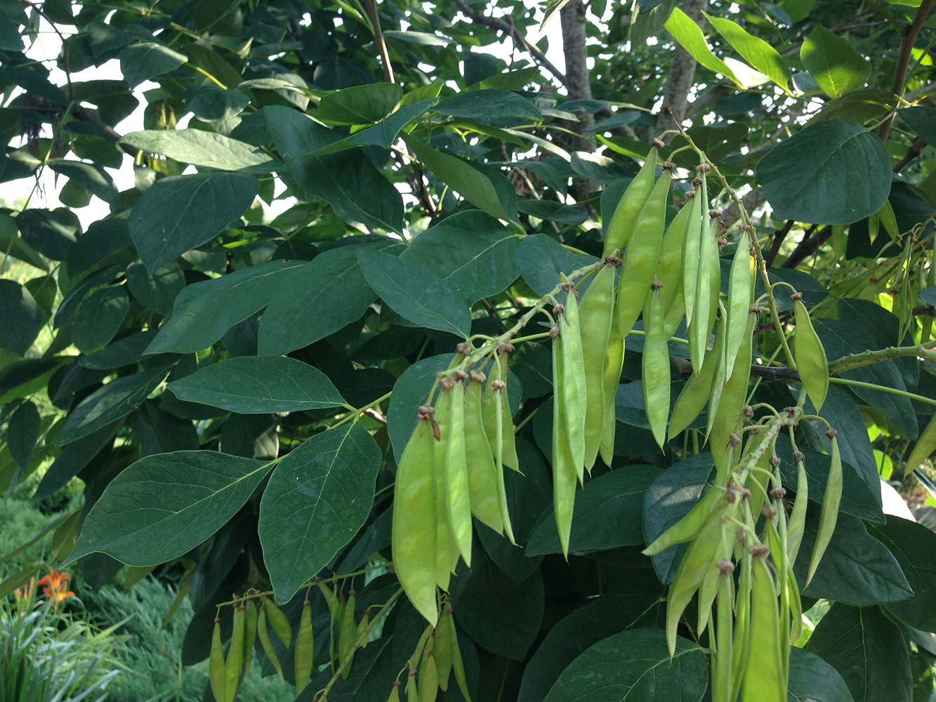 Ландшафтный сад с прудом в КП "Европа"