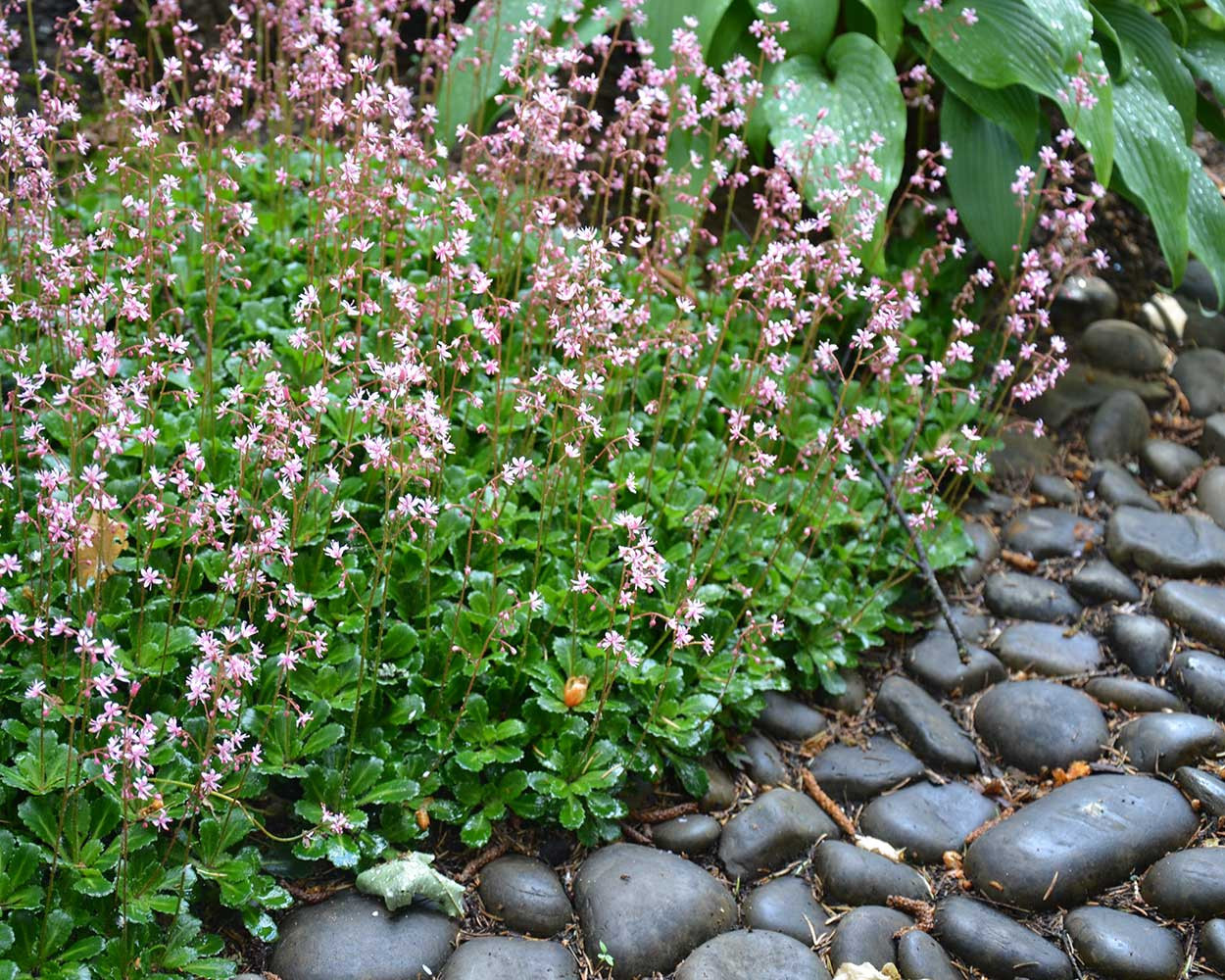 Обложка альбома: Галька в саду