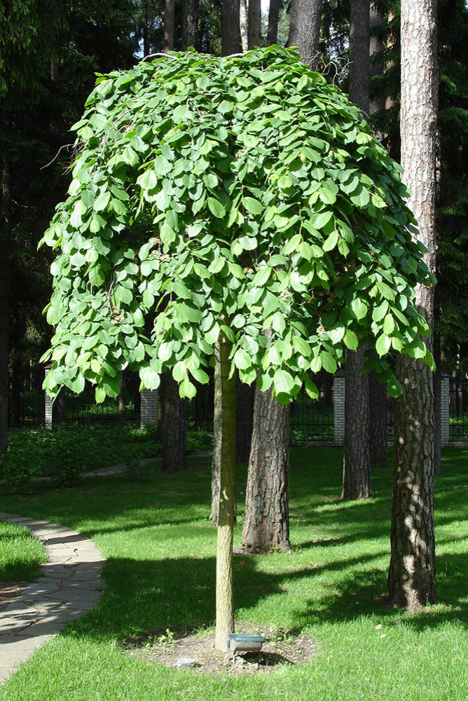 Сад с водоемом в КП " Сосновый Бор"