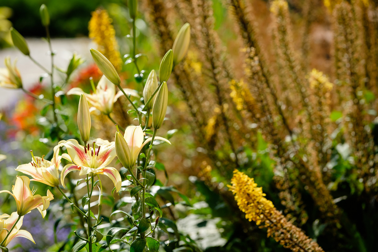 Сад с зеленой крышей