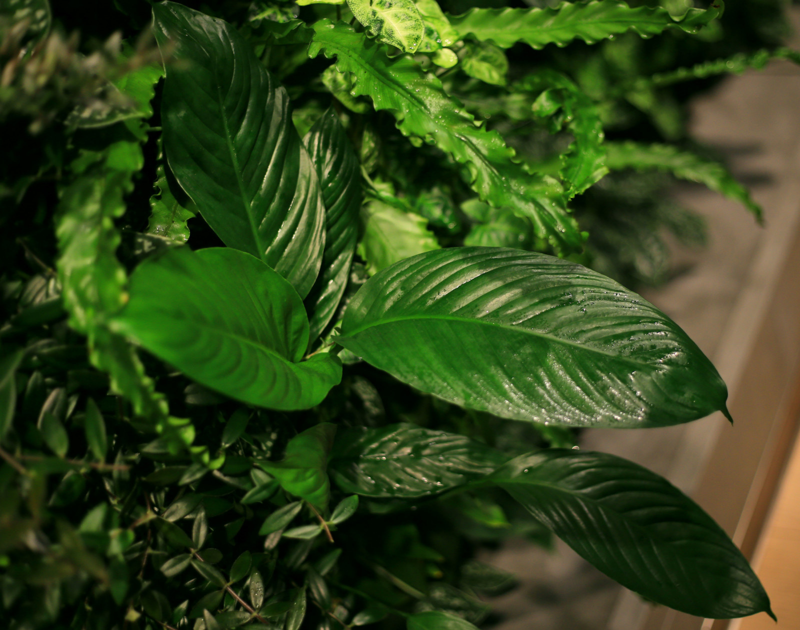 Фитостена в квартире в жилом комплексе у Смольного собора